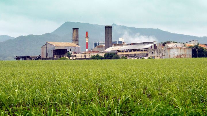 Incidente paraliza cosecha de caña de azúcar en región productora australiana